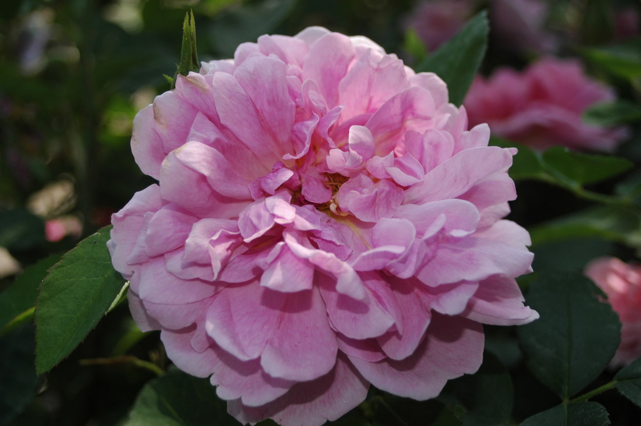 The Countryman Rose Intensiv Rosa Violett Ca 90cm David Austin The countryman rose intensiv rosa violett ca 90cm david austin